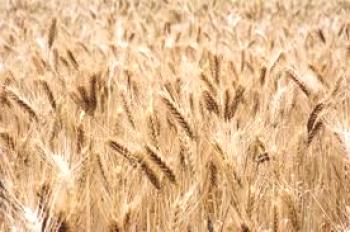 Zimska pšenica