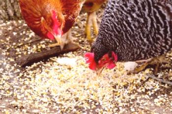 Kaj se lahko hrani kokoši doma