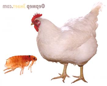 Kako se znebiti piščancev, bolh, hroščev in pršic v kokošnjaku
