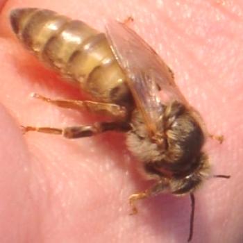 Colocación del útero en la familia de las abejas, reemplazo silencioso del útero en la familia de las abejas