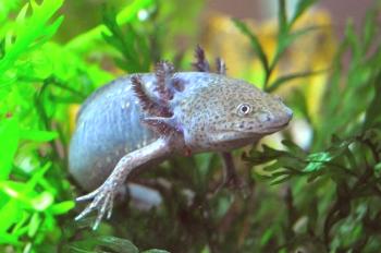 Axolotl (foto): No quiero crecer un dragón sonriente