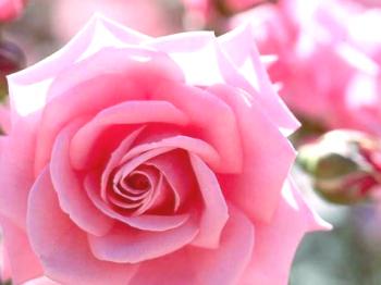 Značilnosti glavnih vrst vrtnic. 2. del