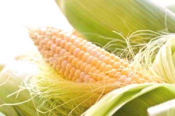 Palitos de maíz: propiedades terapéuticas y contraindicaciones.