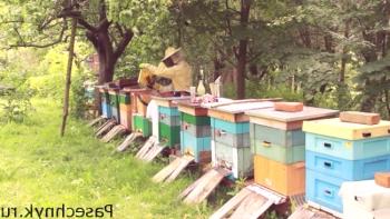 Združenje čebeljih družin pred medicinsko zbirko
