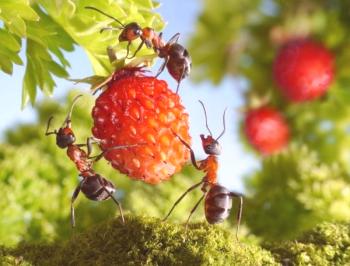 Kako hitro in za dolgo časa, da se znebite mravlje na mestu?