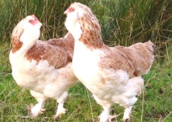 Pasma kokoši Faverol: opis in značilnosti vsebine