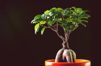 Sorte Ficus: vrste s fotografijami in imeni