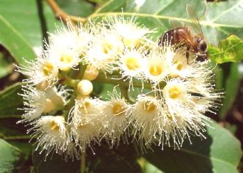 Eucalyptus med: koristne lastnosti