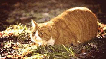 Debelost pri mačkah.Vzroki in preprečevanje prekomerne telesne teže