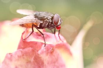 10 načinov, da se znebite sobne muhe: najboljše pasti in repelenti