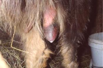 Mastitis en cabras: síntomas, causas y tratamiento.