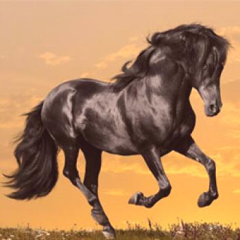 Mustang - caballo salvaje: origen, exterior, foto