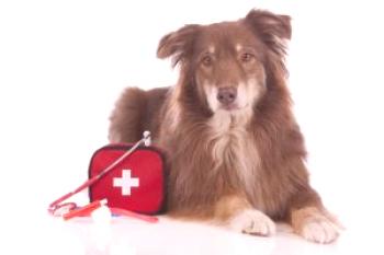 Priporočila veterinarja: kako ustaviti krvavitev pri psu, odvisno od vrste in lokacije