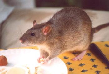 5 najbolj zanesljivih načinov, da se znebite podgan