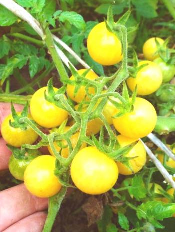 Las mejores variedades de tomates amarillos.