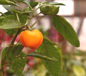 Plantar pimiento en un invernadero de policarbonato: plantar plántulas y fertilizar