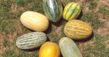Cultivo de melones en campo abierto, plantación, agrotecnia.