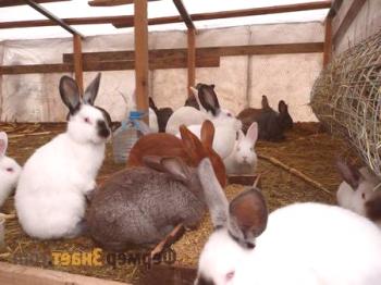 Conejos de retención: en jaulas, fosas o celdas en invierno y verano