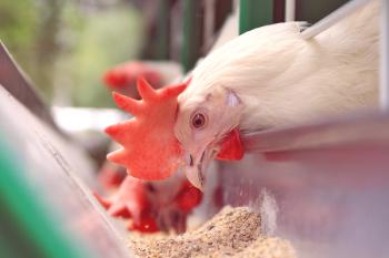 Dve različici proizvajalčevega ročnega podajanja za piščance iz plastičnih cevi