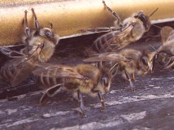 Кавказки породи пчели: описание, видове и характерни различия