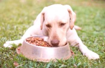 Какво може да провокира алергии за кучешка храна