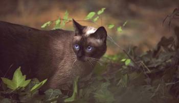 Gato siamés: foto, descripción de la raza, precio, personaje, video, guardería