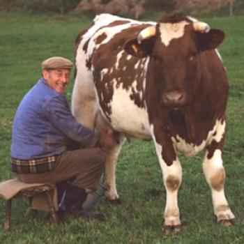 Cómo curar a una vaca después de una mastitis si se pierde leche