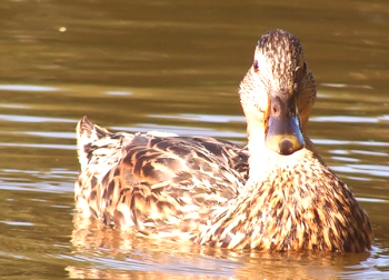 Duck Duck: opis, habitat, reja