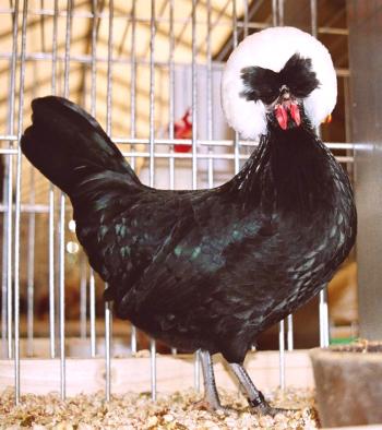 Nizozemski pasme Chicken Breeding: opis, vsebina in fotografije