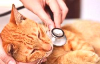 Neumonía en gatos: síntomas de neumonía, cómo tratar la forma de aspiración de un gato, medicamentos para otras especies