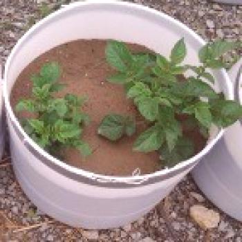 Cómo plantar y cultivar patatas en un barril.