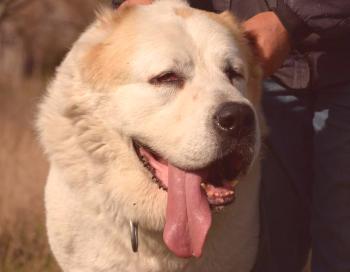 Alabai (perro pastor de Asia Central): foto, descripción de la raza, video