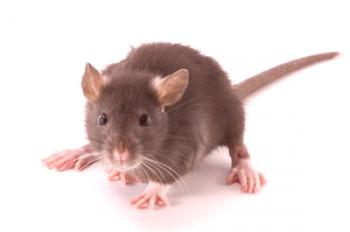Cómo deshacerse de un hogar privado de ratones para siempre con la ayuda de un gato y otros remedios populares