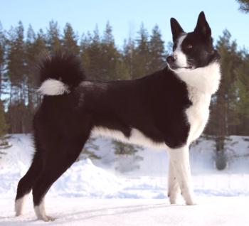 Karelijska fotografija psa medveda, opis, značaj, skrb