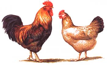 Kuchin Jubilee Chicken Breed: opis, ocene, fotografije in video posnetki