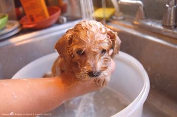 Navodila za pravilno pranje psa - kako pogosto in kako umiti