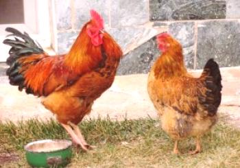 Кучинска порода пилета: описание и достойнство на снимката