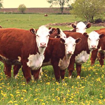 Raza Hereford de vacas: descripción y características.