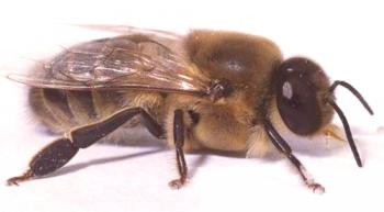 Kdo so dronovi?Tradicionalne čebele, pomen, funkcije, namen