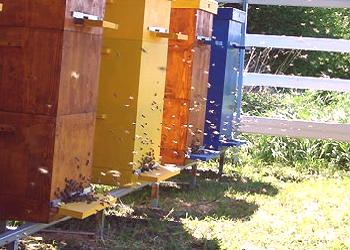 Sosteniendo las abejas en colmenas multihull