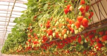 Cultivando fresas para la tecnología holandesa: guía paso a paso