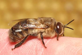 Животновъдство Пчела: кой е той, ролята му в семейството, колко живот на съдбата живее