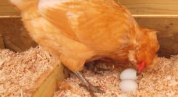 ¿Por qué y qué hacer si los pollos comen sus huevos?