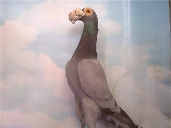 Posebnosti golobne pošte in značilnosti pasem golobov