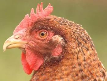 Raza de pollos bilefelder: rendimiento y descripción