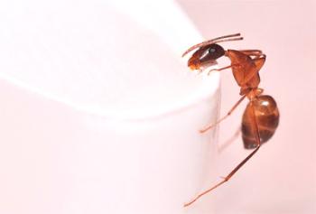 Cómo encontrar hormigas en el apartamento, qué daño están causando y qué métodos populares para combatirlas