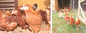 Descripción de la raza de pollos Rodonit - creciendo en casa
