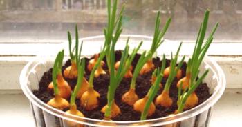 Čebula na okensko polico: pridelava iz semen, prilagoditev