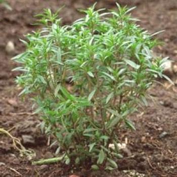 estragón: plantación y cuidado, foto, crecimiento de semilla en suelo abierto + foto