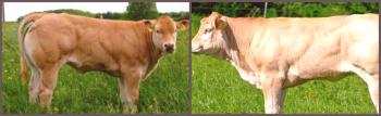 Характеристики на бяла водна порода крави със снимки